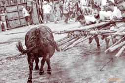 Capeia Arraiana Alfaiates