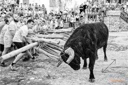 Capeia Arraiana Alfaiates